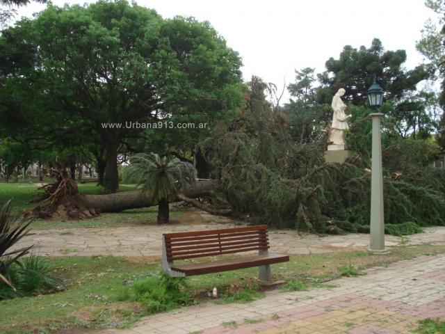 Árbol caído en plaza 25 de mayo.