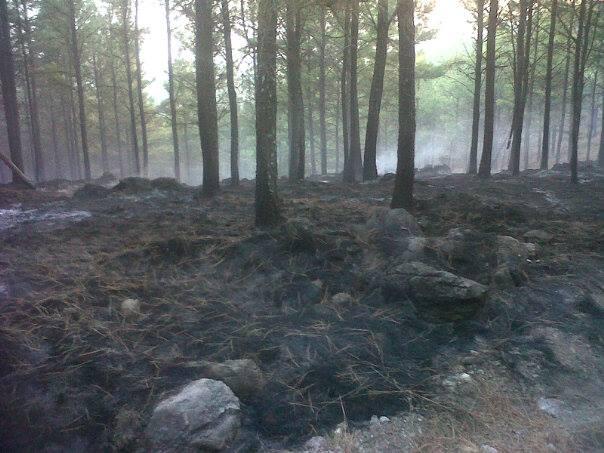 Foto: Bomberos de Leones.